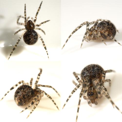 Theridion sp.